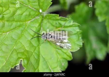 Aquilegia sawfly genannt auch columbine sawfly Pristiphora rufipes. Häufige Schädlingsbefall von Johannisbeeren und Stachelbeeren in Gärten und Plantagen. Stockfoto