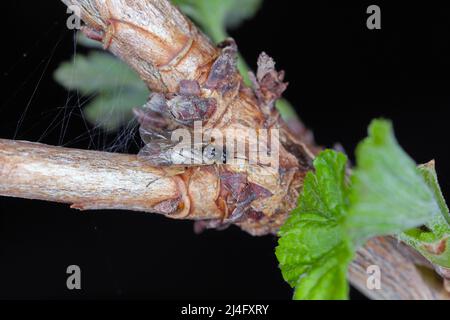 Aquilegia sawfly genannt auch columbine sawfly Pristiphora rufipes. Häufige Schädlingsbefall von Johannisbeeren und Stachelbeeren in Gärten und Plantagen. Stockfoto