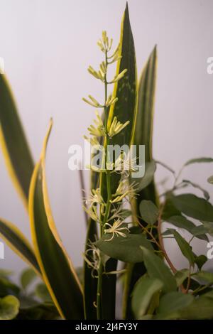 Schlangenpflanze blühender Stamm aus nächster Nähe. Sansevieria Pflanze blühenden Stamm und grün gestreiften Blättern Stockfoto