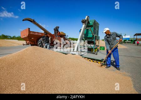 Provinz Nordkasachstan, Kasachstan - 12. Mai 2012: Frühjahrsaat. Arbeiter trocknen Weizenkorn mit Winnower Maschine. Stockfoto
