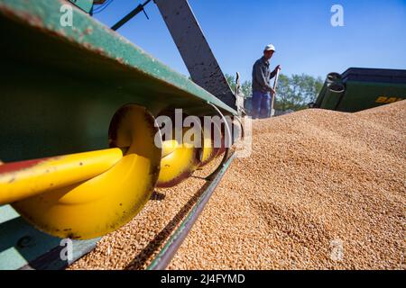 Provinz Nordkasachstan, Kasachstan - 12. Mai 2012: Schneckenförderer und Getreide im Vordergrund. Arbeiter trocknet Weizensamen mit der Maschine. Mann Stockfoto
