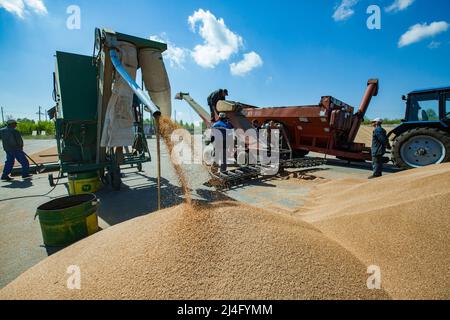 Provinz Nordkasachstan, Kasachstan - 12. Mai 2012: Arbeiter, die Weizensamen auf der Winnower-Maschine gewonnen haben. Stockfoto