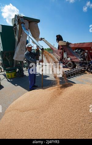 Provinz Nordkasachstan, Kasachstan - 12. Mai 2012: Arbeiter, die Weizensamen auf der Winnower-Maschine gewonnen haben. Stockfoto