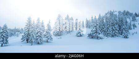 Kiefern wachsen auf verschneiten Bergen Stockfoto