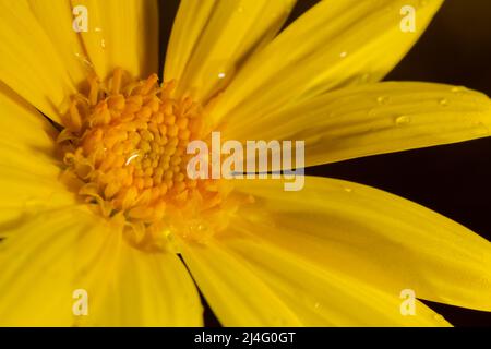 Makro Hintergrund Foto von gelben Euryops pectinatus Blume mit Wassertropfen auf schwarzem Hintergrund.Gelbe Blume Tapete. Stockfoto