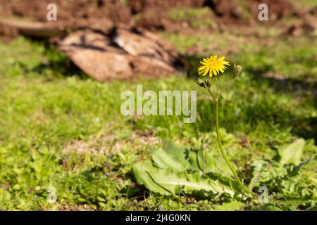Hintergrundfoto von der Eselenblüte und ungeöffneten Knospen im selektiven Fokus. Außer Fokus steht der gegrabene Boden, die Feldschaufel und das Gras. Stockfoto