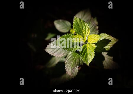 Wilde Brombeerblätter auf isoliertem schwarzem Hintergrund. Die Blätter der wilden Brombeere werden teilweise durch Tageslicht beleuchtet. Stockfoto