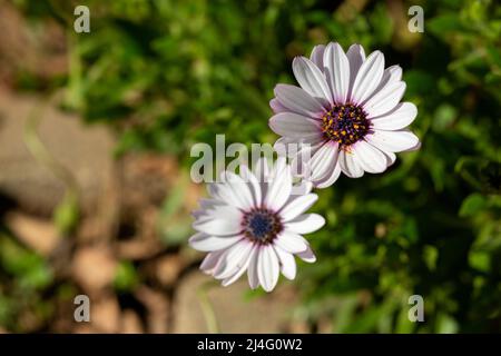 Nahaufnahme des Hintergrundfotos von Osteospermum fruticosum-Blüten, auch bekannt als afrikanische Kamille. Daisy auf der Oberseite im selektiven Fokus. Stockfoto