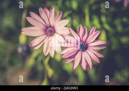 Schöne Nahaufnahme Hintergrundbild von rosa Osteospermum fruticosum Blumen, auch bekannt als afrikanische Kamille. Daisy auf der Oberseite im selektiven Fokus. Stockfoto