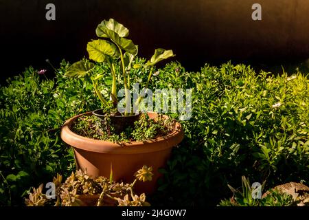 Selektiver Fokus von Philodendron, einer großen Gattung blühender Pflanzen aus der Familie der Araceae, in Kunststofftöpfen. Um ihn herum sind die Blumen von Osteospermum. Stockfoto