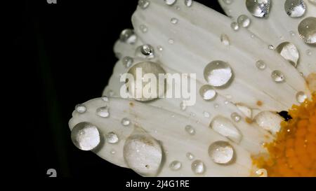 Nahaufnahme einer Gänseblümchen in der Makrofotografie. Kreativ. Eine riesige Knospe, auf der wenig Tau und sehr kleine schwarze Insekten kriechen. Stockfoto