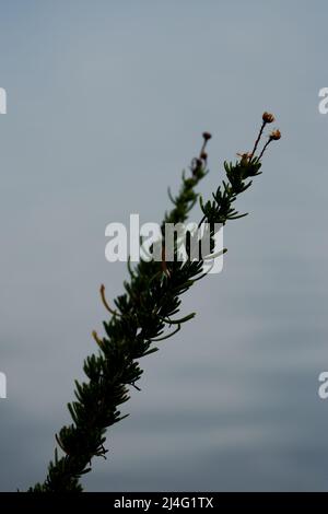 Goldene Samphirblüte mit einem Meer im Hintergrund - Limbarda Crithmoides Stockfoto