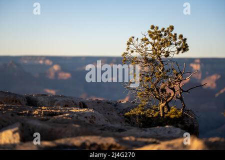 Die kleine Pinon-Kiefer wächst am Rand des Südrands des Grand Canyon Stockfoto