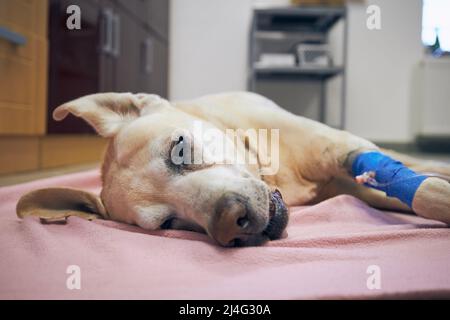 Alter Hund im Tierkrankenhaus. Kranker labrador Retriever, der nach der Operation ruhte. Stockfoto