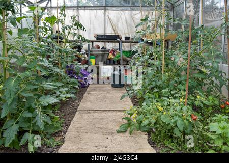 Grünes Haus im Garten in Bristol Anbau von Tomaten, Kirschtomaten und Gurken mit Schalen und Wannen im Hintergrund Stockfoto