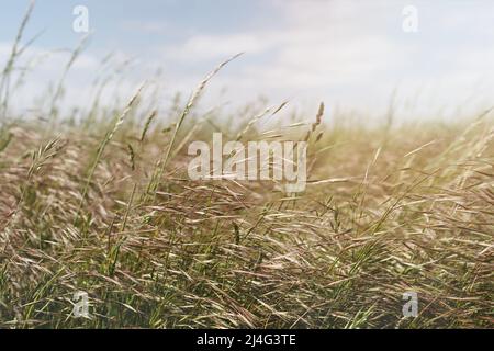 Hohes Feldgras am Morgen nebliger Morgen. Sanfte Sonnenstrahlen. Schöner Hintergrund oder Textur. Weicher, selektiver Fokus. Stockfoto