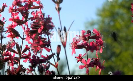 Große Spinne, die auf Spinnennetz auf verschwommenem grünem und rosa Hintergrund hängt. Kreativ. Nahaufnahme eines Insekts auf einem Sommerfeld mit Schwerpunkt auf Blumen. Stockfoto