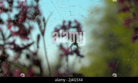 Große Spinne, die auf Spinnennetz auf verschwommenem grünem und rosa Hintergrund hängt. Kreativ. Nahaufnahme eines Insekts auf einem Sommerfeld bei fallendem Regen. Stockfoto