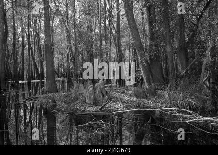 Ein Schwarzweiß-Bild des Okefenokee Swamp in der Nähe des Suwanee River Sill im Okefenokee National Wildlife Refuge, Georgia, USA Stockfoto