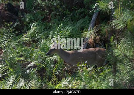 Ein männlicher Weißschwanzhirsch geht durch Farne im Stephen Foster State Park im Okefenokee National Wildlife Refuge, Georgia, USA Stockfoto