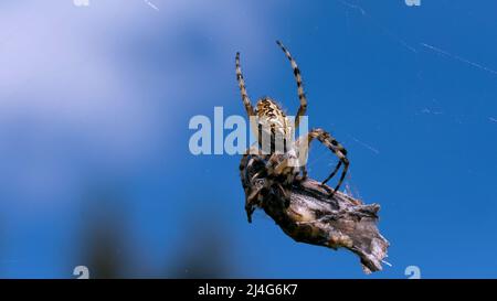 Eine große Spinne mit dünnen Beinen. Kreativ. Ein Insekt in der Makrofotografie sortiert sich durch ein großes getrocknetes Insekt auf seinem Netz am blauen Himmel. Stockfoto