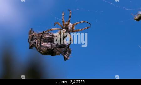 Eine große Spinne mit dünnen Beinen. Kreativ. Ein Insekt in der Makrofotografie sortiert sich durch ein großes getrocknetes Insekt auf seinem Netz am blauen Himmel. Stockfoto