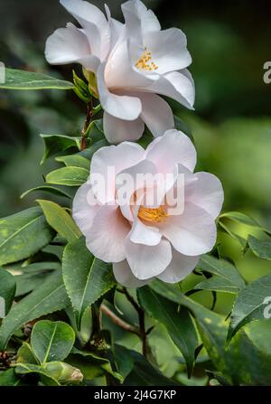 Nahaufnahme der rosigen Kamelie Japonica Magnoliaeflora, SYN.Hagoromo 1695 Blüten im Landschloss Zuschendorf, Deutschland Stockfoto