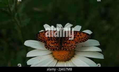 Schmetterling sammelt Nektar aus einer Blume, aus der Nähe. Kreativ. Schöner Schmetterling auf einer gelben Blütenknospe und weiße Blütenblätter auf einem grünen Sommerfeld Stockfoto