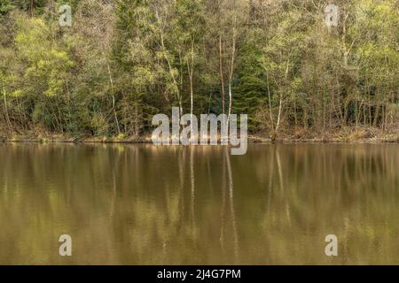 Speech House Lake, Forest of Dean, Gloucestershire. Stockfoto