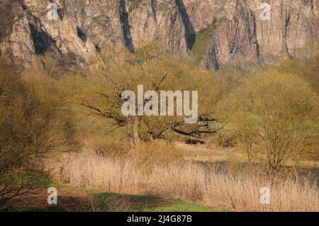 Wildnisgebiet entlang der nahe im Naturreservat Rotenfels bei Bad Kreuznach Rheinland-pfälzisches Deutschland an Einem schönen Frühlingstag Stockfoto