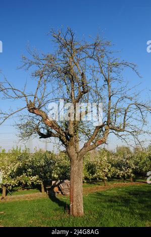 Knarriger Baum vor blühenden Apfelbäumen in Kriftel Deutschland an Einem schönen Frühlingstag mit Klarem blauen Himmel und Ein paar Wolken Stockfoto