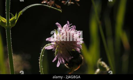 Hummel trinkt Nektar aus jungen Kleeblüten. Kreativ. Nahaufnahme von Insekten im Sommerfeld auf unscharfem Hintergrund. Stockfoto