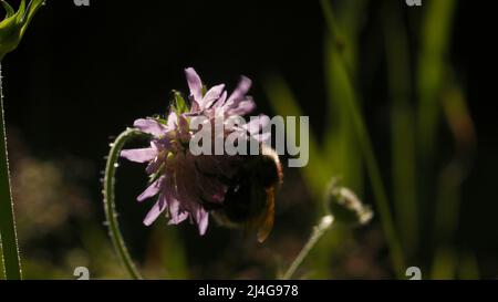 Hummel trinkt Nektar aus jungen Kleeblüten. Kreativ. Nahaufnahme von Insekten im Sommerfeld auf unscharfem Hintergrund. Stockfoto