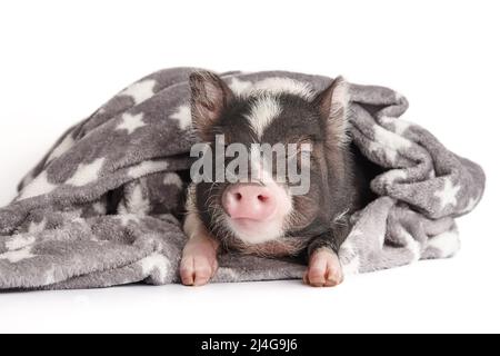 Niedliches Mini-Schwein in warmer Decke auf weißem Hintergrund Stockfoto