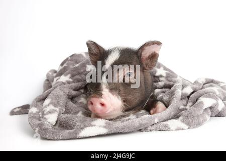 Niedliches Mini-Schwein in warmer Decke auf weißem Hintergrund Stockfoto