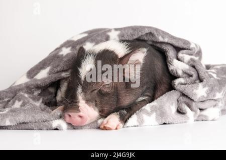 Niedliches Mini-Schwein in warmer Decke auf weißem Hintergrund Stockfoto