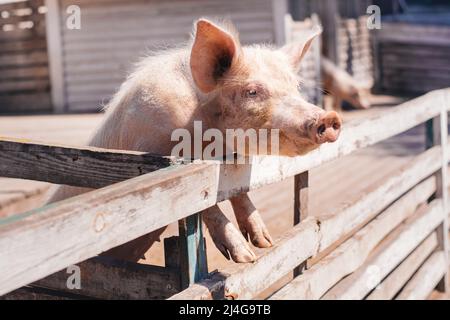Junge große schmutzige Schwein schaut aus dem Zaun auf dem Bauernhof draußen. Stockfoto