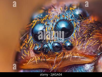 Gruseliges Porträt der Bodenwolf-Spinne, Trochose terracola, Nahaufnahme Makro-Foto Stockfoto