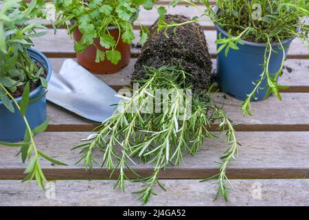 Rosmarin, andere Kräuter und eine Schaufel auf einem grauen Outdoor-Tisch, vorbereitet für die Pflanzung im Küchengarten oder auf dem Balkon, Frühlingsgarten, ausgewählt f Stockfoto
