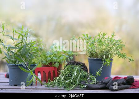 Topfpflanzen für den Kräutergarten mit Rechen und Handschuhen auf einem hölzernen Pflanztisch im Freien im Hof, Frühjahrsgartenarbeit, Kopierraum, ausgewählter Fokus, Stockfoto