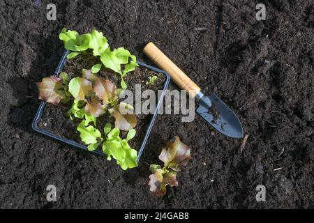 Salat Sämlinge und eine kleine Schaufel auf dem dunklen fruchtbaren Kompostboden, bereit für die Pflanzung im Gemüsegarten für die Küche, Kopierer Platz, hoch und hoch Stockfoto