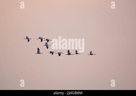 Schar gewöhnlicher Kraniche, die während der Frühjahrswanderung bei Sonnenuntergang über dem Himmel fliegen. Stockfoto