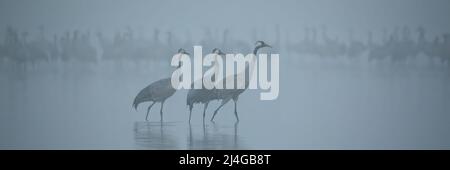 Schar gewöhnlicher Kraniche, die in einer nebligen, geheimnisvollen Atmosphäre Wasser im See watten Stockfoto
