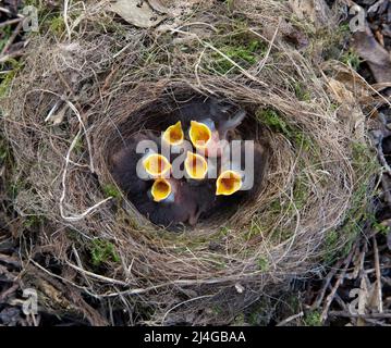 Europäischer Robin, Erithacus rubecula, sechs altrikulare Nestlinge zeigen Fütterungsreflex mit offenem Gape im Nest, Frühling, London, Großbritannien, Britische Inseln