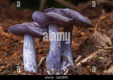 Wood Blewit (Lepista nuda) essbarer blauer Pilz im Wald. Stockfoto