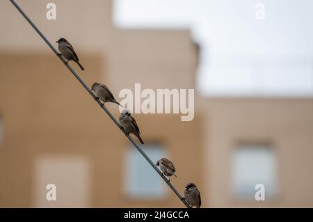 Spatzen sitzen auf Drähten Stockfoto