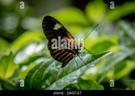 Key West Butterfly und Natur Wintergarten Stockfoto