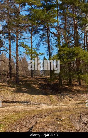 Frühlingslandschaft. Eine unbefestigte Straße, die zum Rand des Pinienwaldes führt Stockfoto