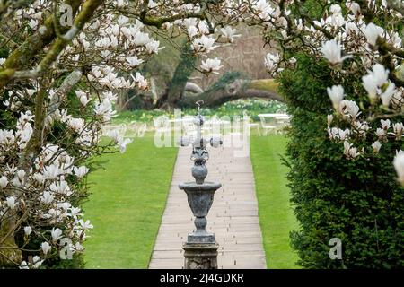 Torbogen durch weiße Kelch geformte Blüten der Magnolie Stockfoto