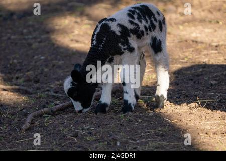 Niedliche schwarz-weiße Ziege in freier Wildbahn Stockfoto